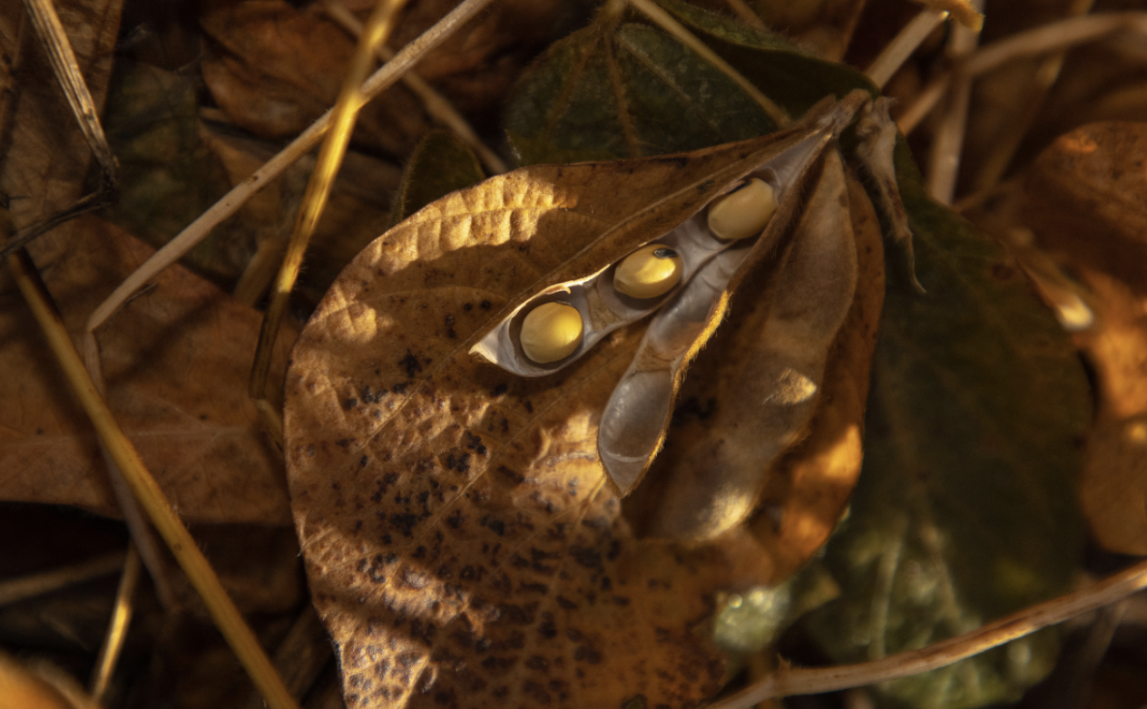 soybeans on the plant